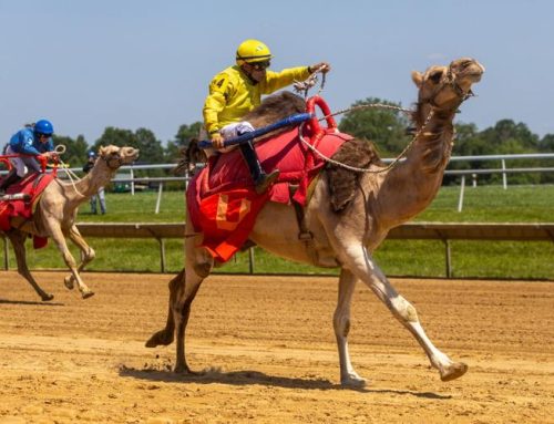 Photo gallery: Exotic animal races at Delaware Park